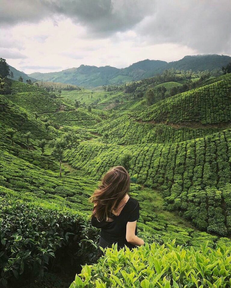 Munnar tea plantations
